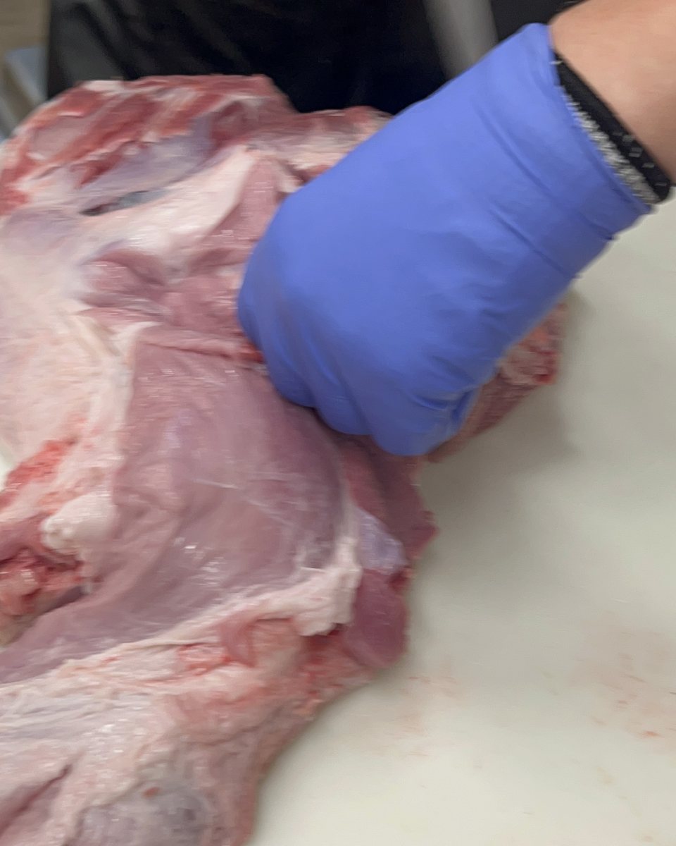 A gloved hand lifting the loin away from the belly